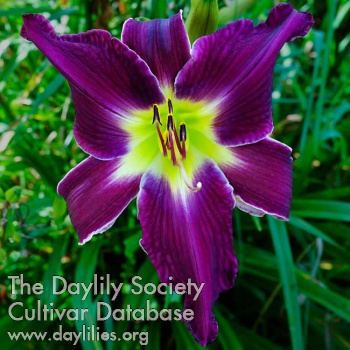 Daylily It Plays in Peoria